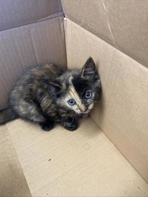 Godiva, Baby Female Domestic Short Hair