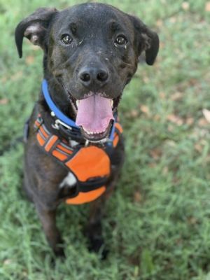 Gunter Mixed Breed Dog