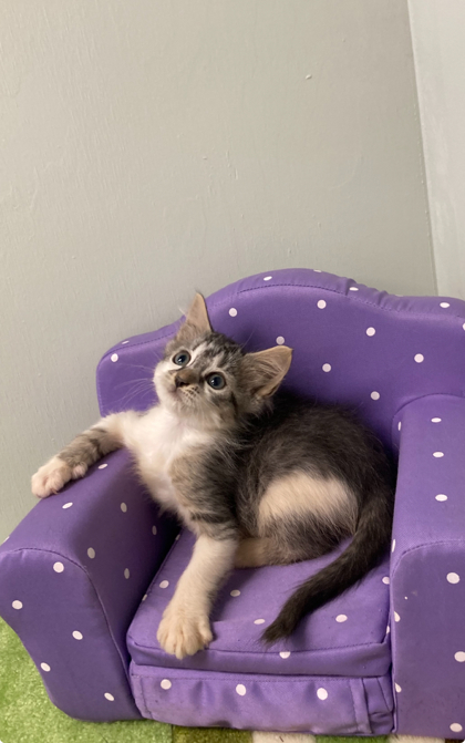 Gemma