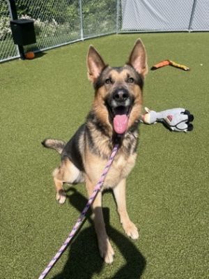 Koga, Young Male German Shepherd Dog