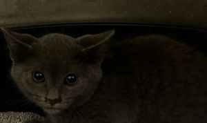 Tabasco, Young Male Domestic Short Hair