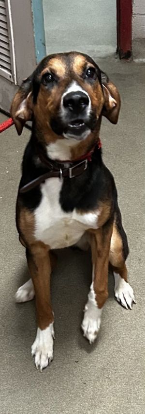 Obi, Adult Male Hound