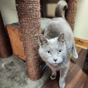 Gracie, Young Female unknown