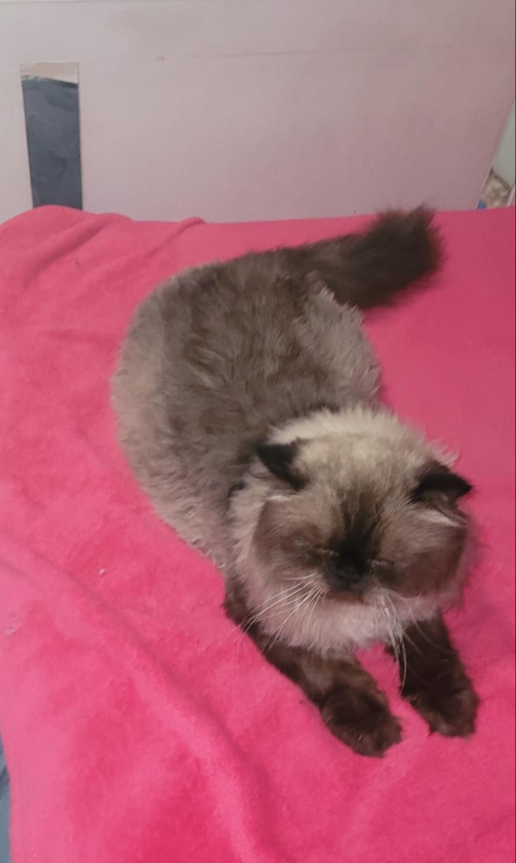 Alan, an adoptable Himalayan in Sullivan City, TX, 78595 | Photo Image 1
