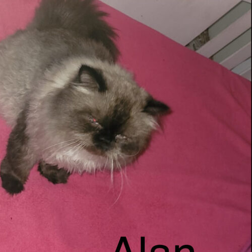 Alan, an adoptable Himalayan in Sullivan City, TX, 78595 | Photo Image 2