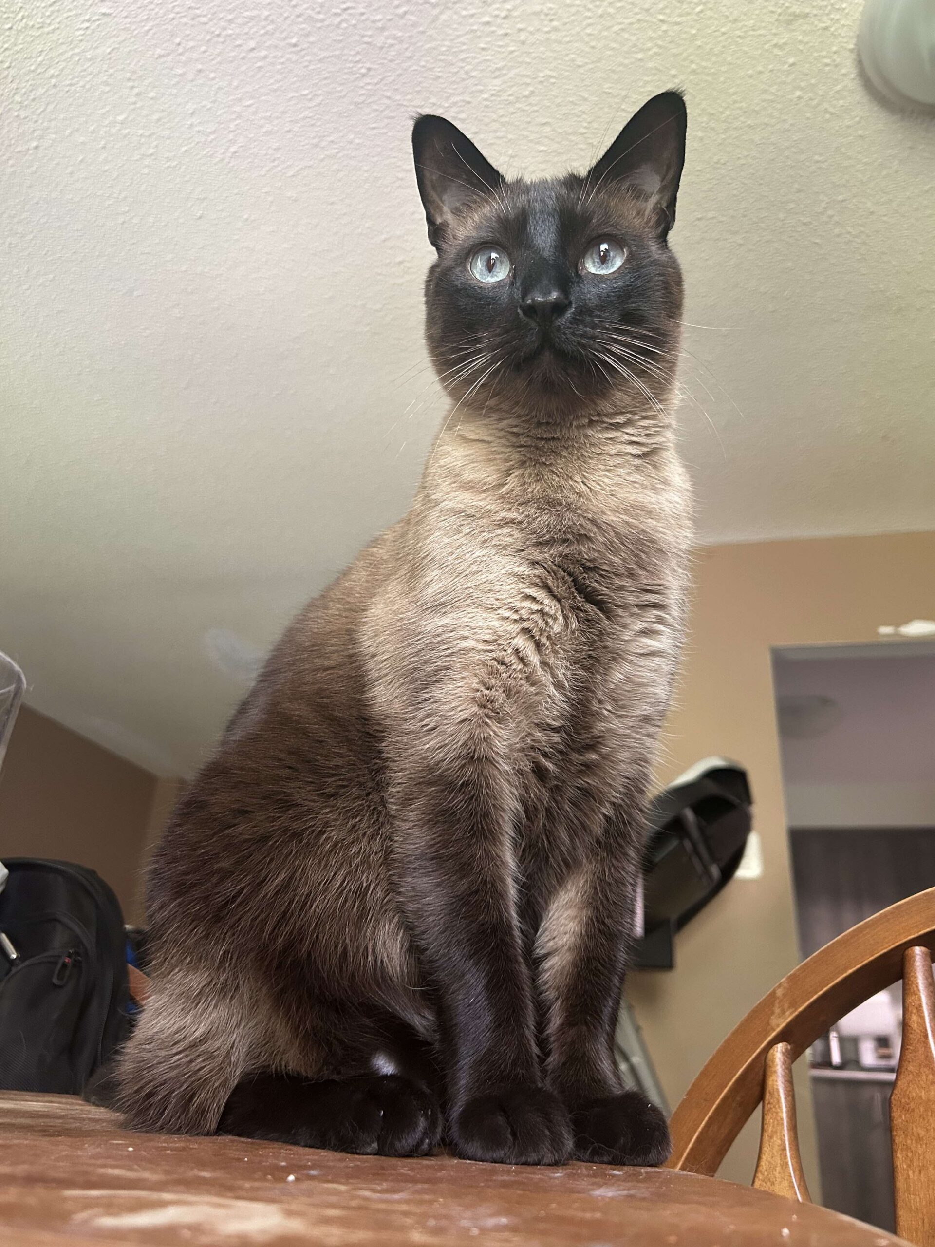 Nacho