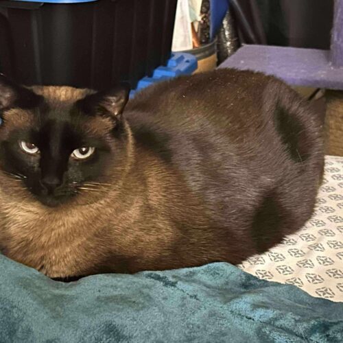 Nacho