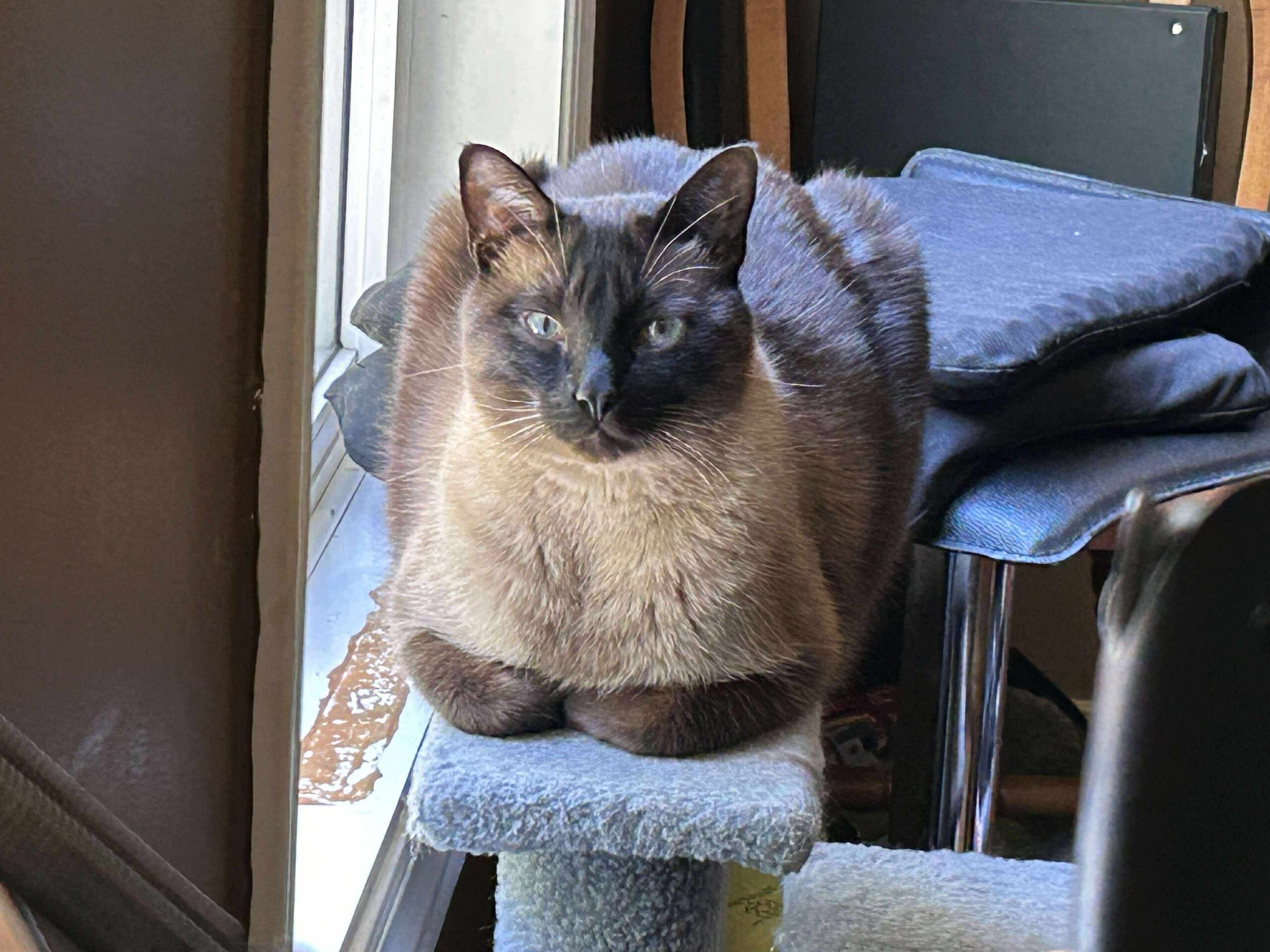 Taco