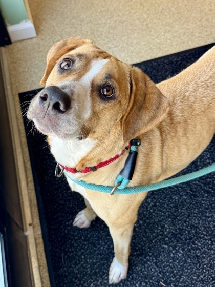 Harley, an adoptable Mixed Breed in Harbor Springs, MI, 49740 | Photo Image 2