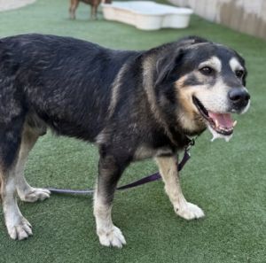 Captain America, Senior Male Shepherd