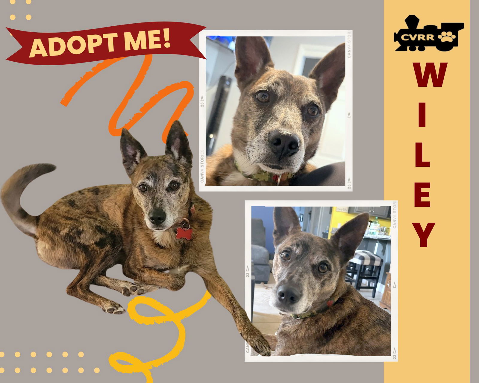 Wiley, an adoptable Basenji in LINDSAY, CA, 93247 | Photo Image 1