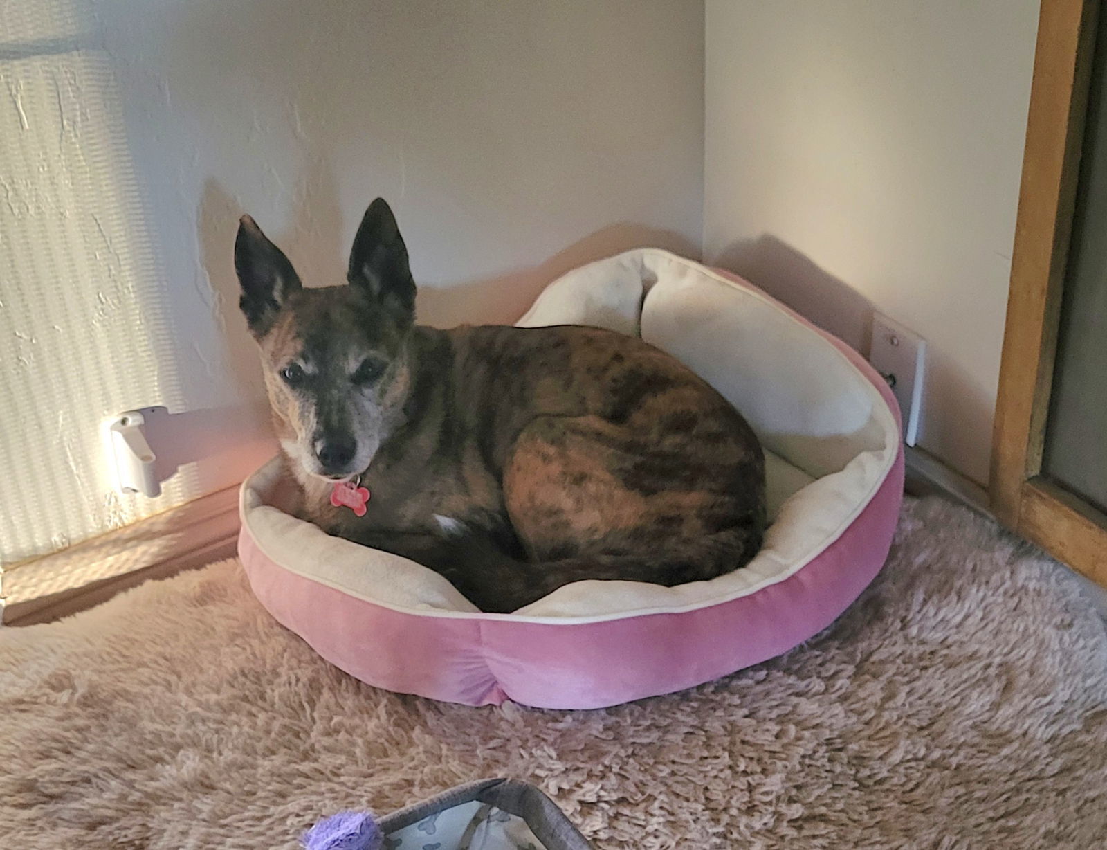 Wiley, an adoptable Basenji in LINDSAY, CA, 93247 | Photo Image 2