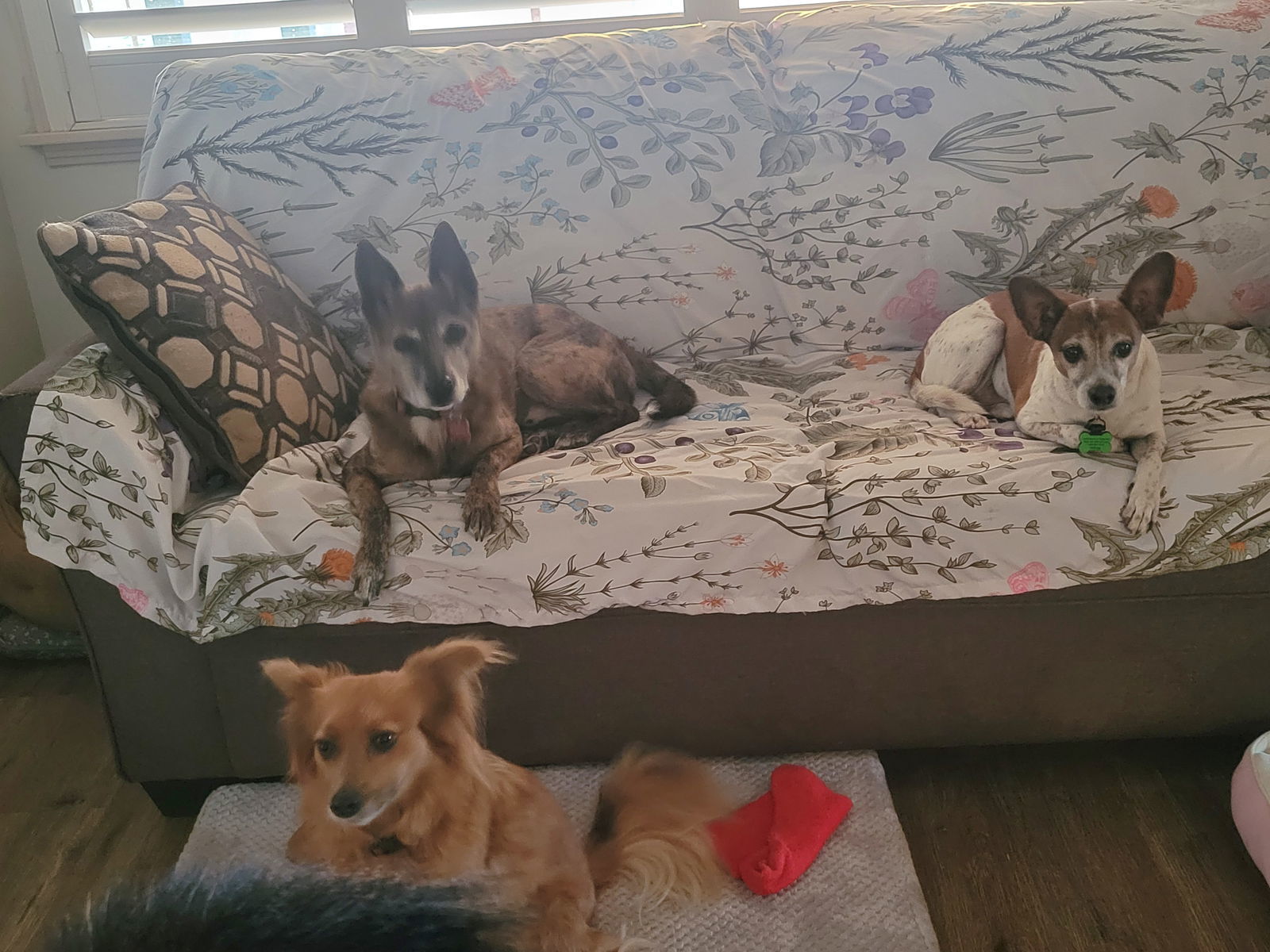 Wiley, an adoptable Basenji in LINDSAY, CA, 93247 | Photo Image 3