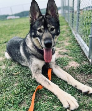 Leif, Adult Male German Shepherd Dog