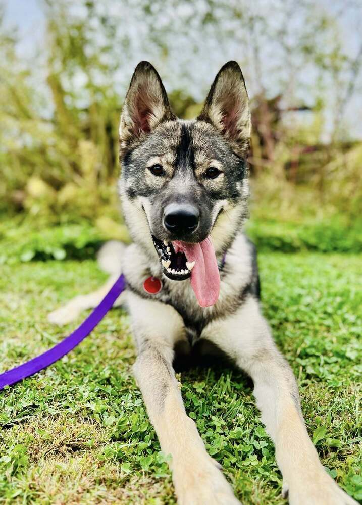 Leif, an adoptable German Shepherd Dog, Husky in Suamico, WI, 54173 | Photo Image 1