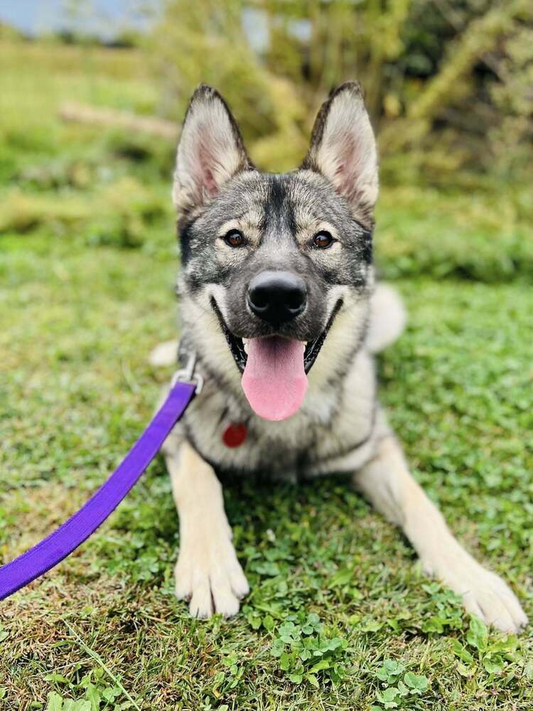 Leif, an adoptable German Shepherd Dog, Husky in Suamico, WI, 54173 | Photo Image 2