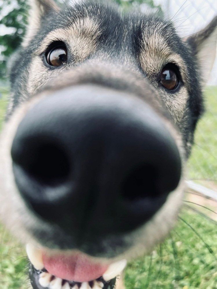 Leif, an adoptable German Shepherd Dog, Husky in Suamico, WI, 54173 | Photo Image 3