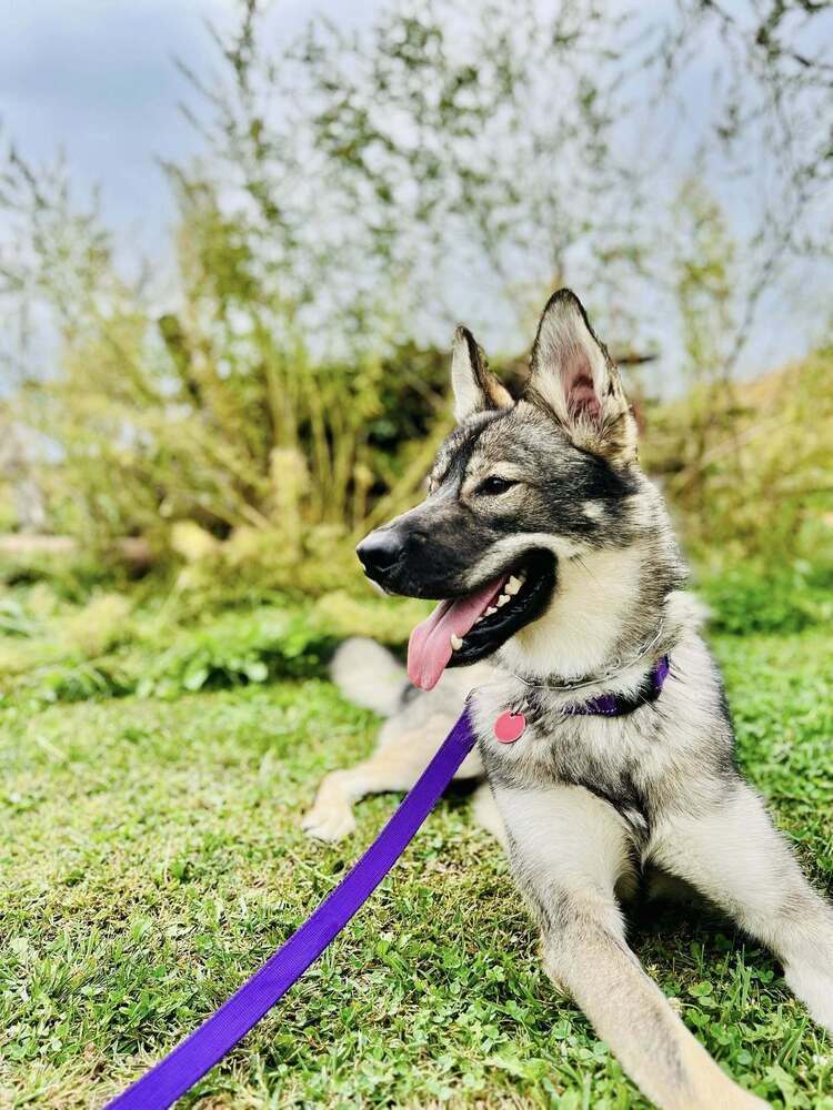 Leif, an adoptable German Shepherd Dog, Husky in Suamico, WI, 54173 | Photo Image 3