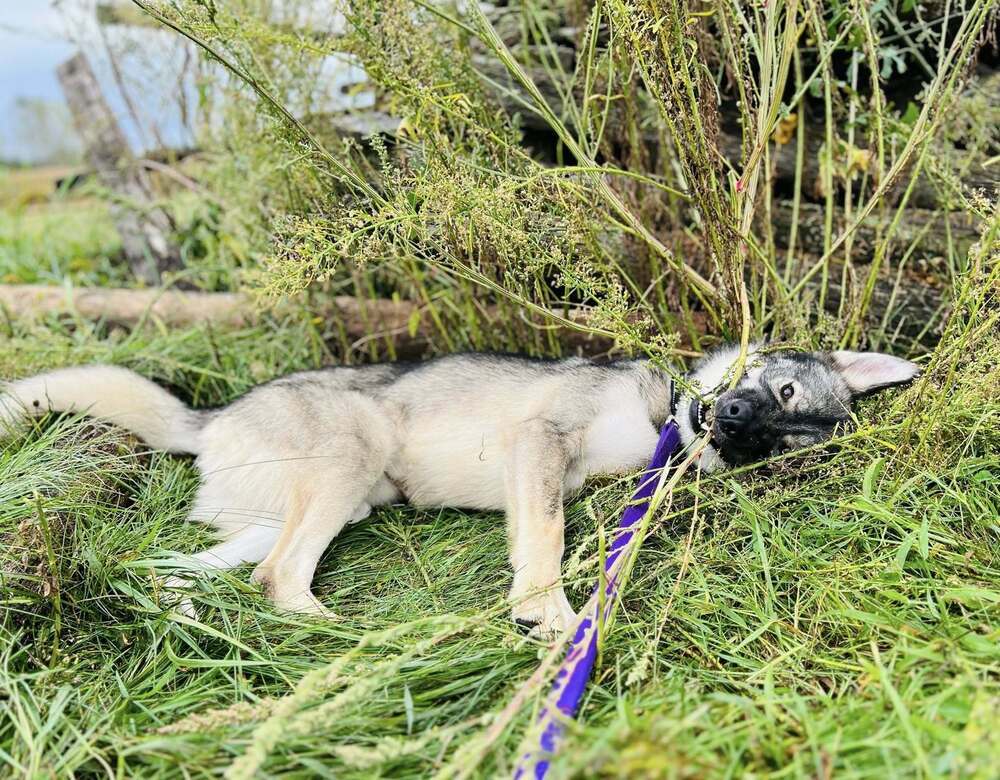 Leif, an adoptable German Shepherd Dog, Husky in Suamico, WI, 54173 | Photo Image 4
