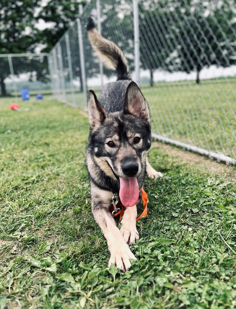 Leif, an adoptable German Shepherd Dog, Husky in Suamico, WI, 54173 | Photo Image 6