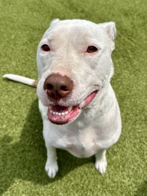 Chips, Adult Female Mixed Breed