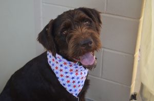 Wade, Young Male German Wirehaired Pointer