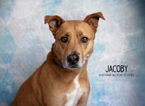 Jacoby, Adult Male unknown