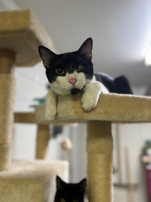 Leo, Young Male Domestic Short Hair