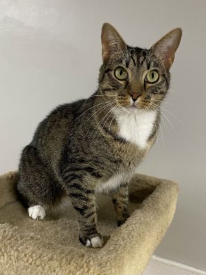 Mickey Jones, Adult Male Domestic Short Hair
