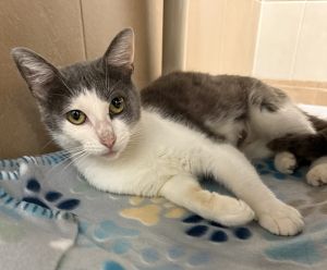 Spunk, Young Female Domestic Short Hair