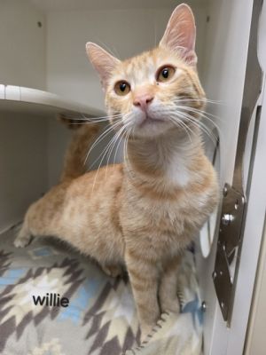 Willie, Adult Male unknown