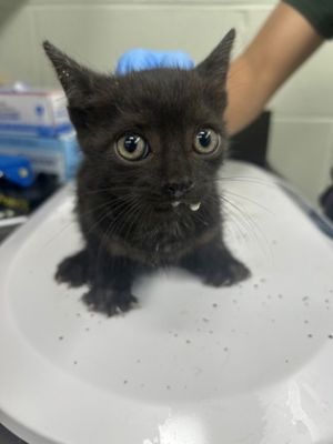 Luna, Baby Female unknown