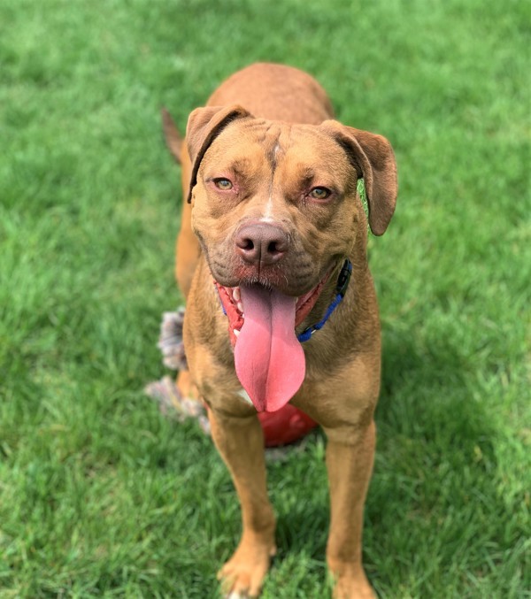 Scooby