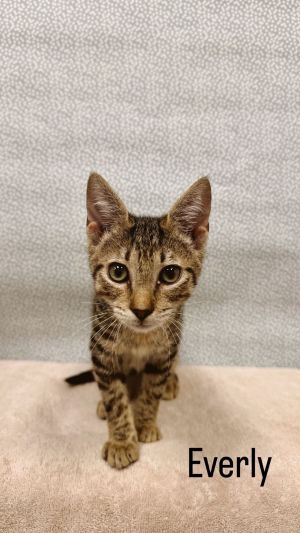 Everly, Young Male Tabby