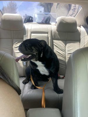 Dory English Bulldog Dog
