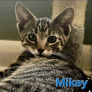 Mikey, Baby Male Domestic Short Hair