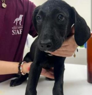 Briar, Baby Male Pointer