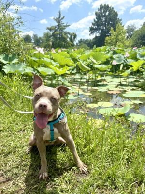Baby, Adult Female Mixed Breed