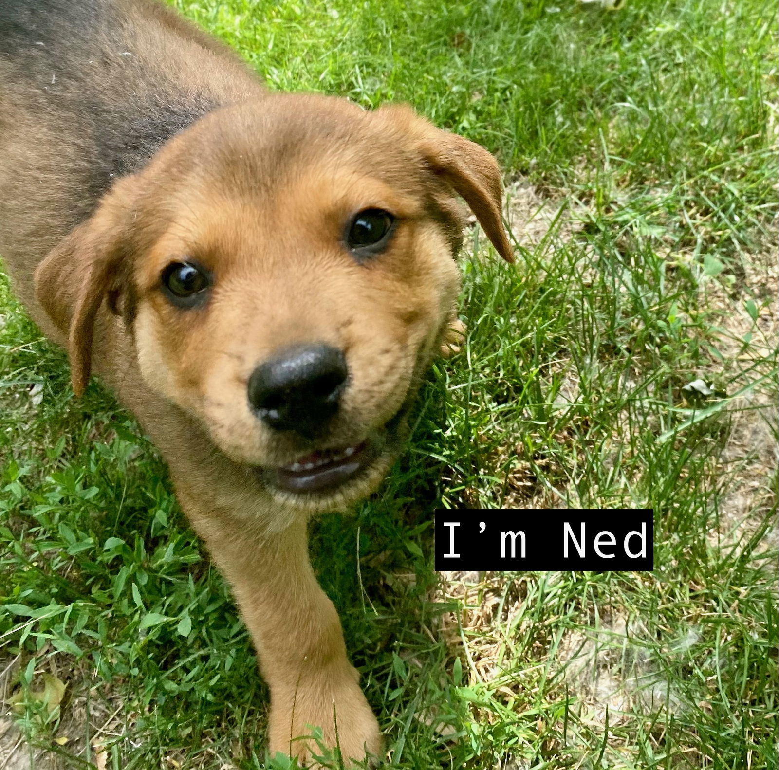 NED