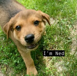 NED, Baby Male Labrador Retriever