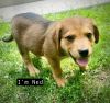 NED photo 2