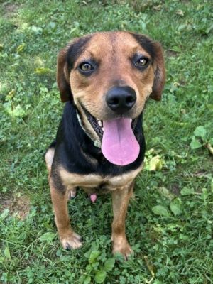 Sawyer, Young Male Hound