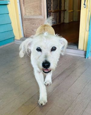 Foxy Wire Fox Terrier Dog