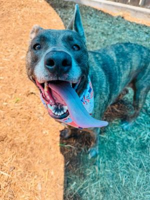 Amber Catahoula Leopard Dog Dog