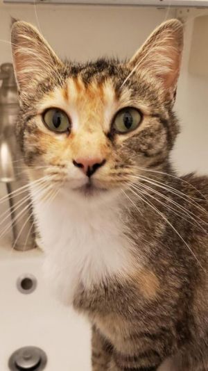 Marina, Young Female Calico