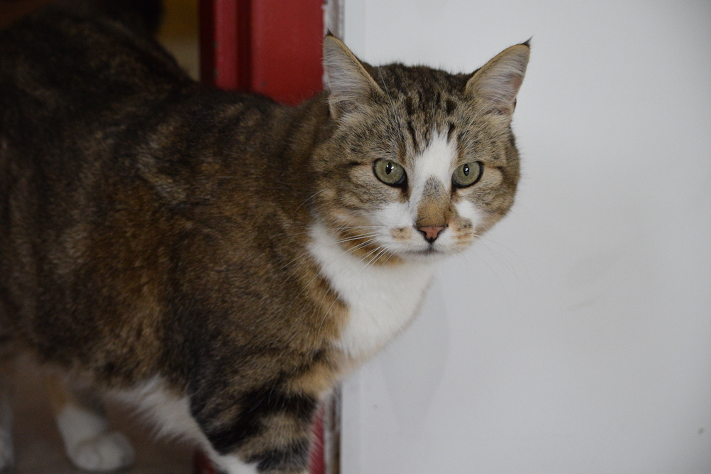Tubby, an adoptable Domestic Short Hair in Salmon, ID, 83467 | Photo Image 1