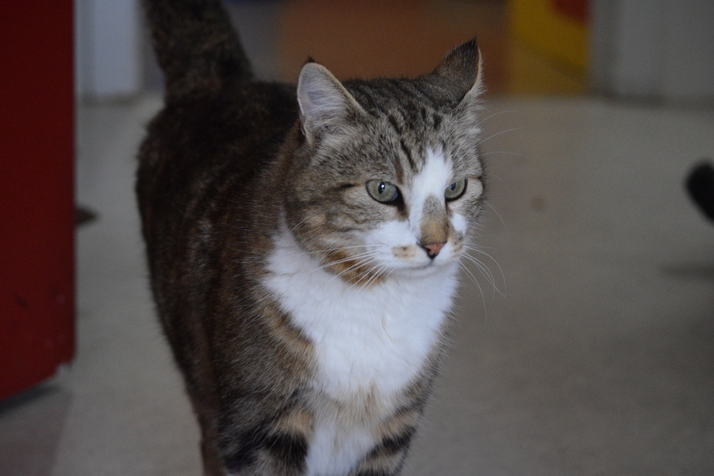 Tubby, an adoptable Domestic Short Hair in Salmon, ID, 83467 | Photo Image 2
