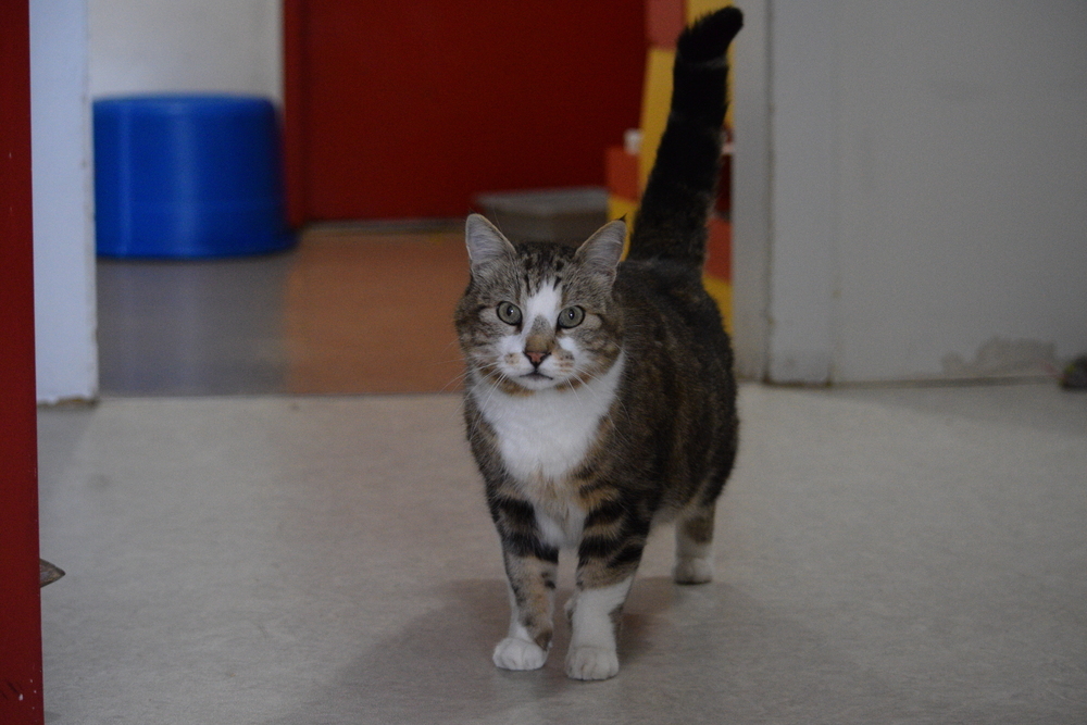 Tubby, an adoptable Domestic Short Hair in Salmon, ID, 83467 | Photo Image 3