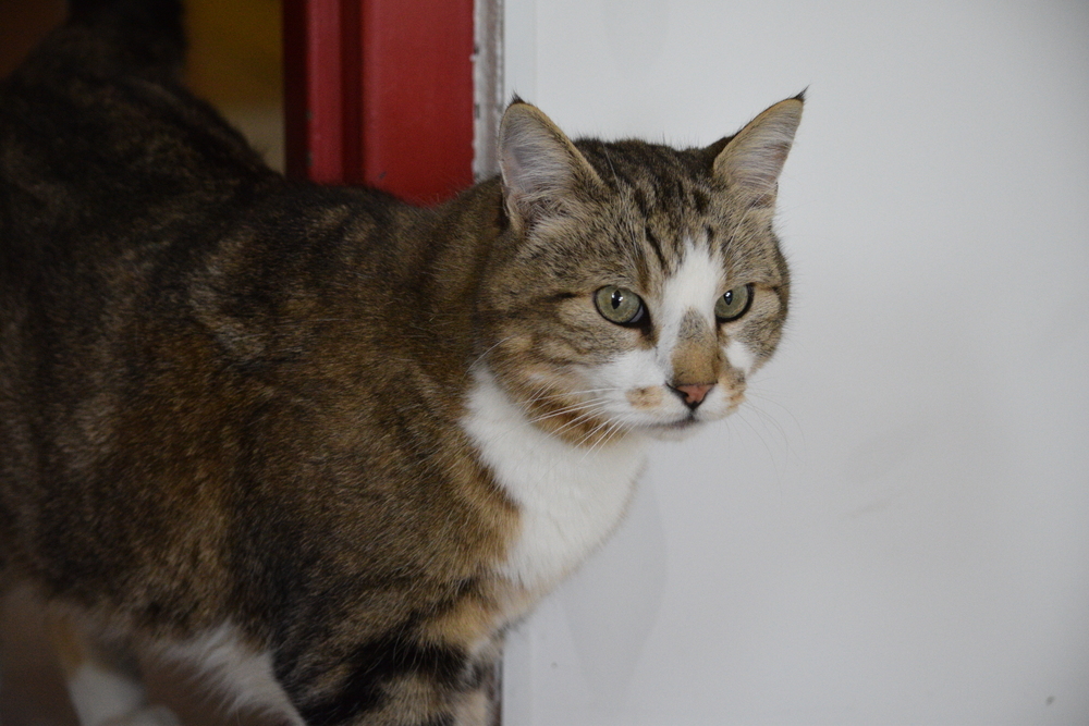 Tubby, an adoptable Domestic Short Hair in Salmon, ID, 83467 | Photo Image 4