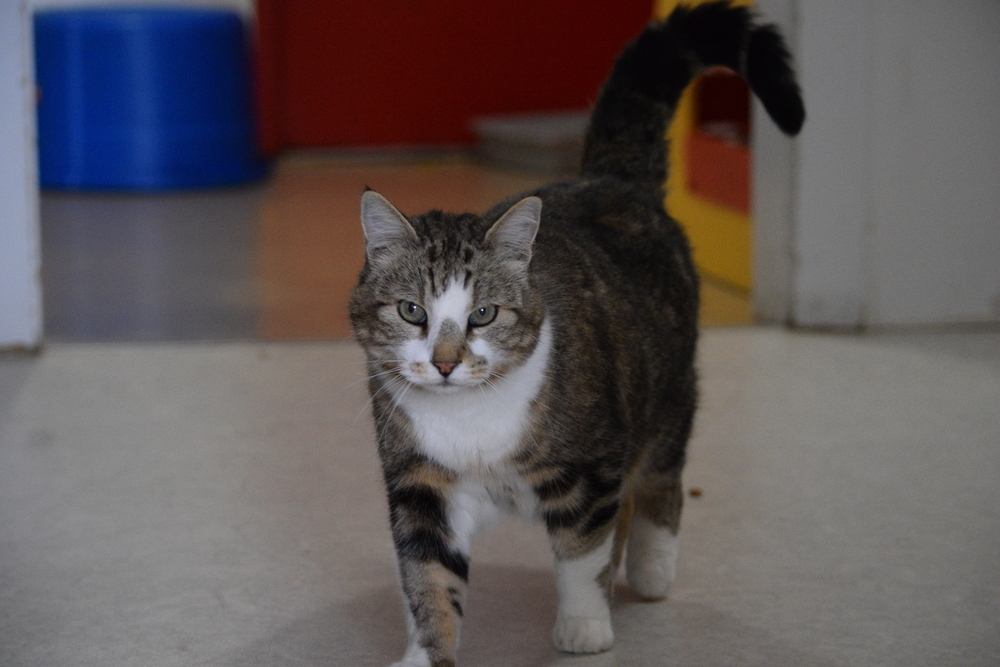 Tubby, an adoptable Domestic Short Hair in Salmon, ID, 83467 | Photo Image 5